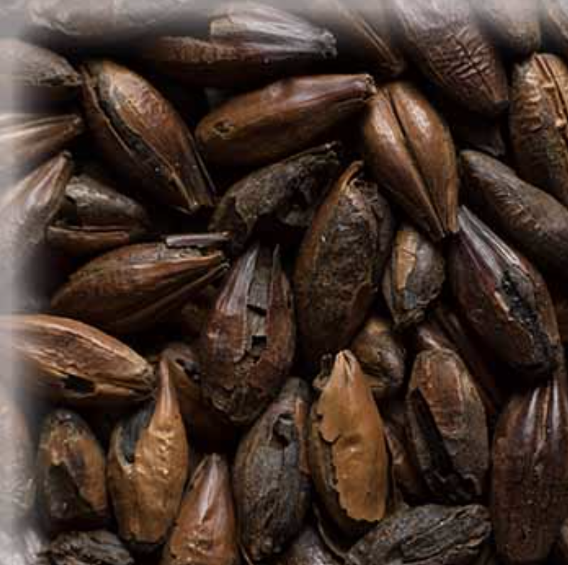 Malta Chocolat Light KG