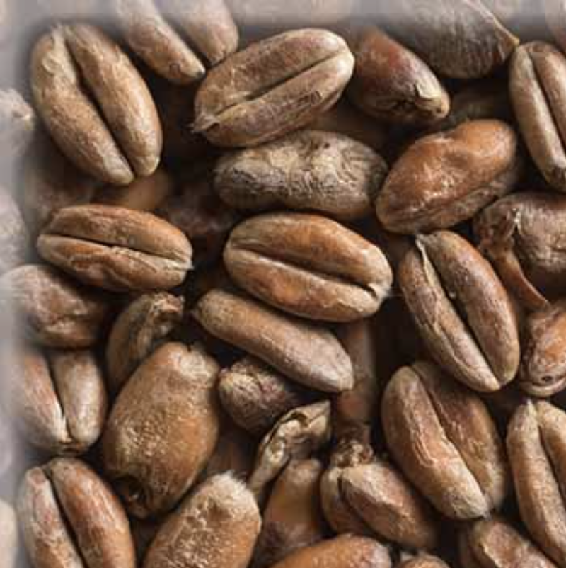 Malta Wheat (Trigo) Blanc KG