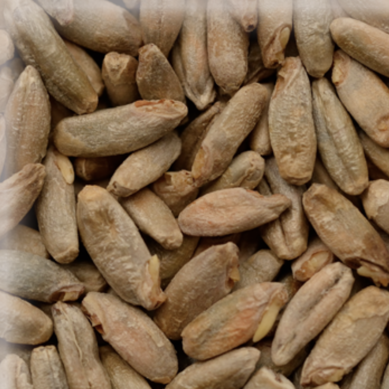 Malta Rye Malt (Centeno) KG