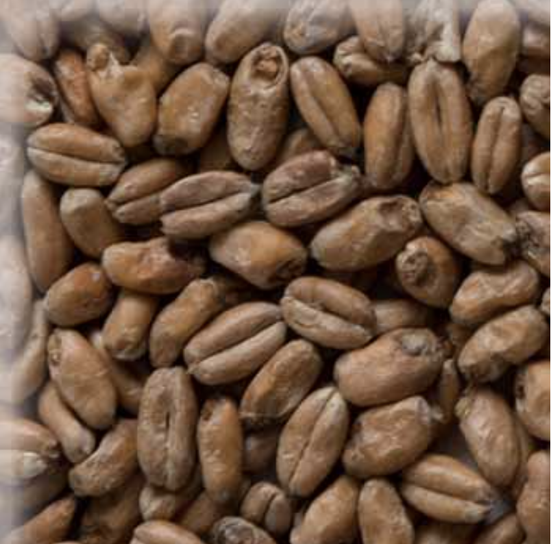 Malta Wheat (Trigo) Munich Light KG