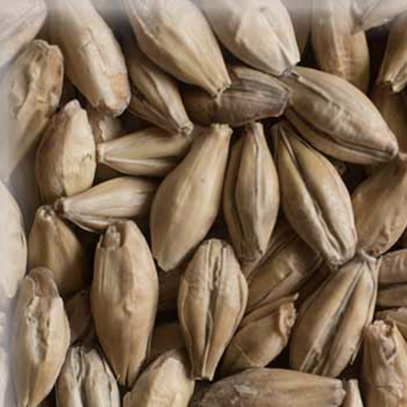 Malta Pilsen 2Row KG